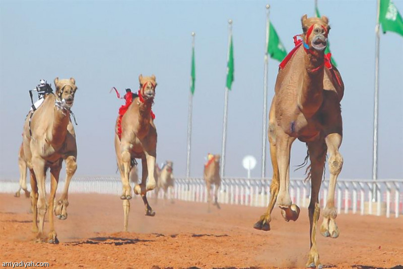 اليوم.. إطلاق مبادرة الهجن والعرب