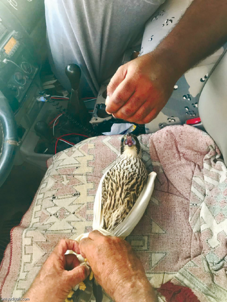 صورة التقطت العام الماضي أثناء تمهيد طير تم طرحه من قبل الصقار الجهني (أرشيفية)