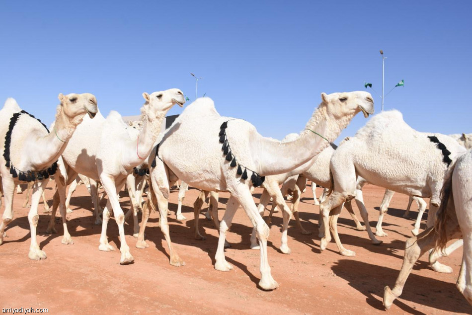 الثلاثاء.. انطلاق مهرجان الملك عبدالعزيز للإبل في نسخته الثالثة