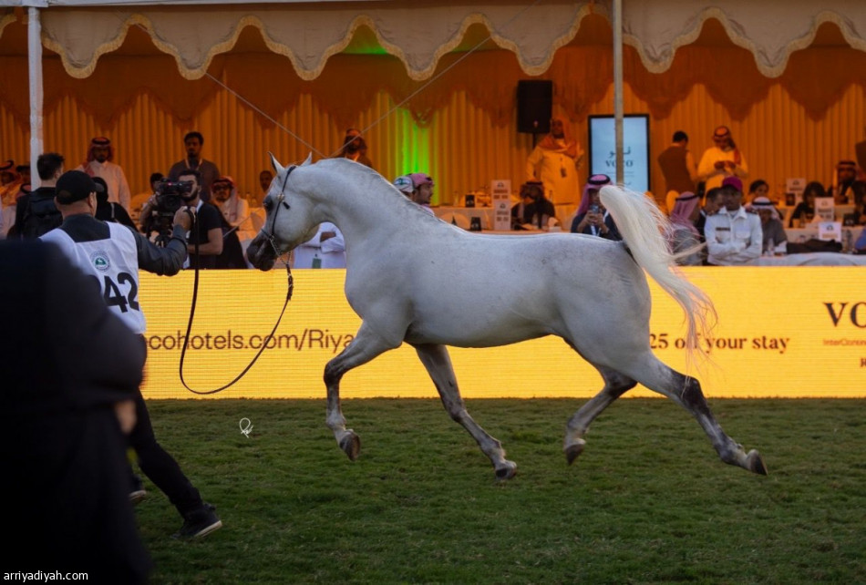 غدا.. انطلاق العرض الدولي الخامس لجمال الخيل العربية