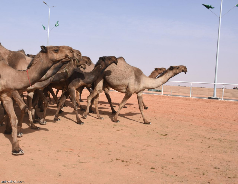 الثلاثاء.. انطلاق مهرجان الملك عبدالعزيز للإبل في نسخته الثالثة