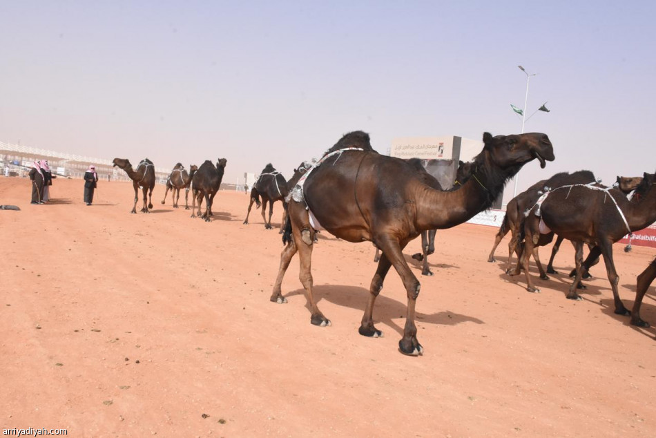 الثلاثاء.. انطلاق مهرجان الملك عبدالعزيز للإبل في نسخته الثالثة