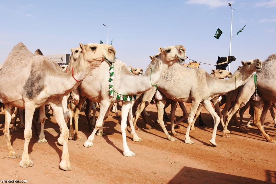 عودة
الأقوياء