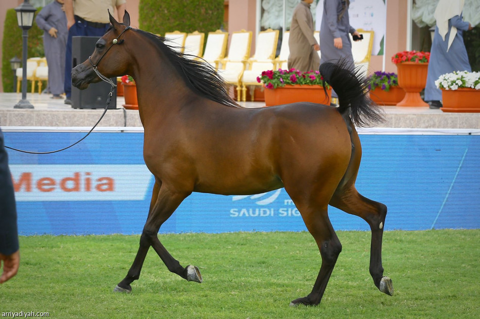 العرض الدولي لجمال الخيل ينطلق في مركز الملك عبدالعزيز