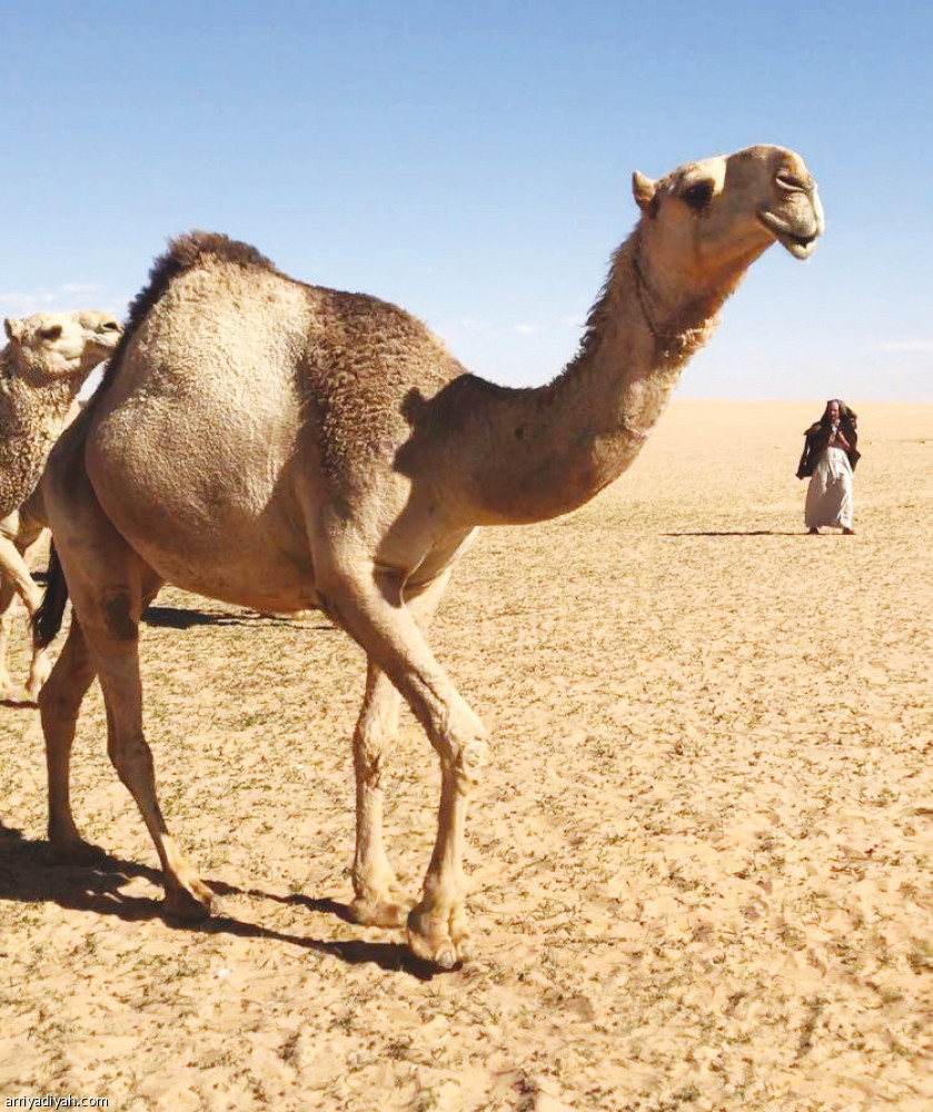 العتيبي: 
الطوافح ماركة.. ومشاركتنا في التلاد