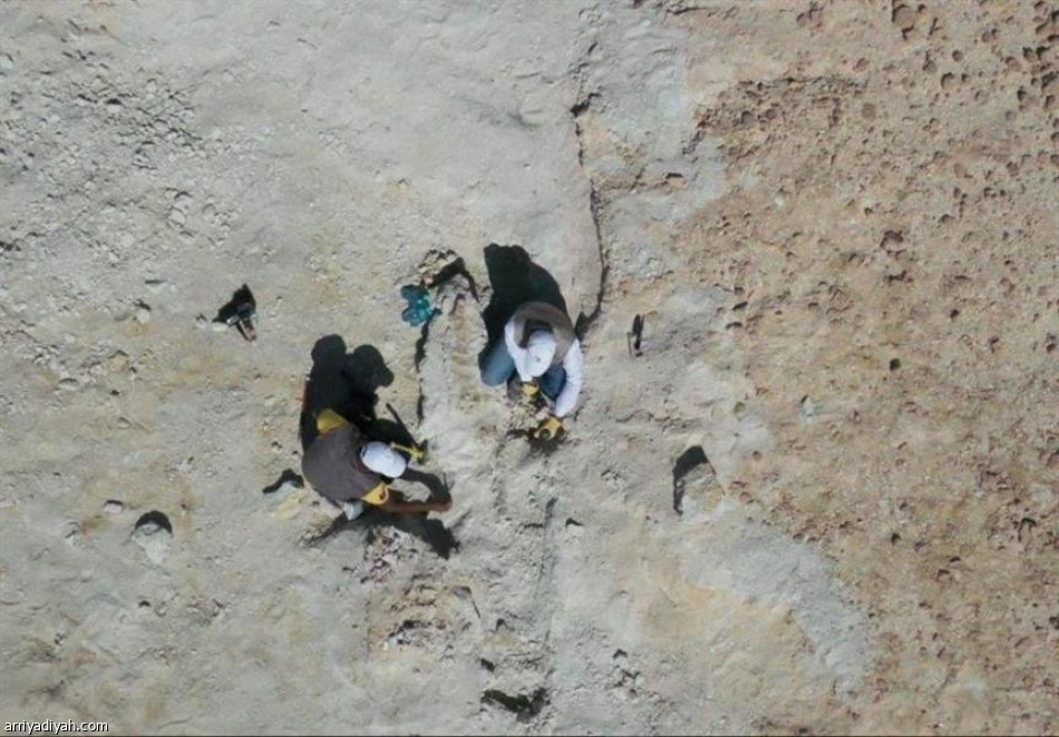 اكتشاف حوت منقرض منذ 37 مليون سنة في السعودية
