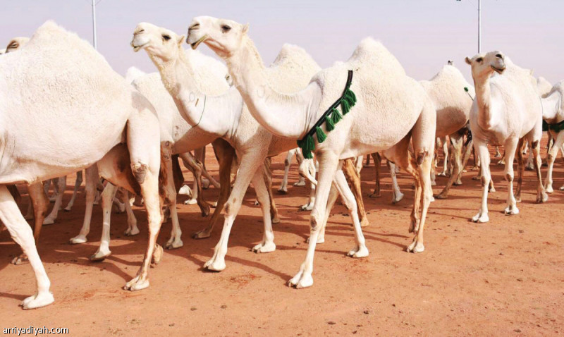 صورة التقطت في الصياهد 160 كم شمال شرق الرياض لمنقية الكويتي علوش بن مناحي العجمي قبل دخولها المنافسة في مهرجان الملك عبد العزيز للإبل في فئة الـ 50 للون الوضح بعد أن سجلت الفردية “رعادة” غياباً بسبب مشاركتها في جائزة الفردي تصوير: بندر الرمالي