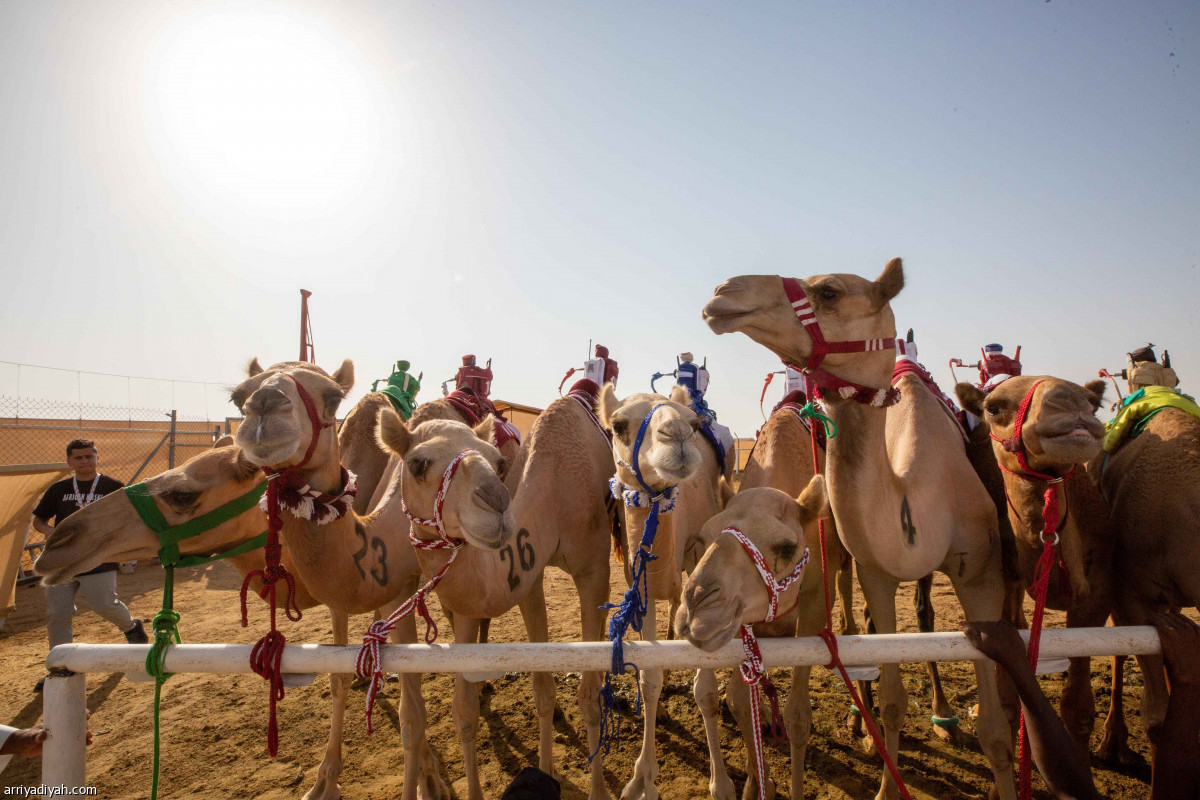 مهرجان ولي العهد للهجن.. ختام منافسات الجذاع