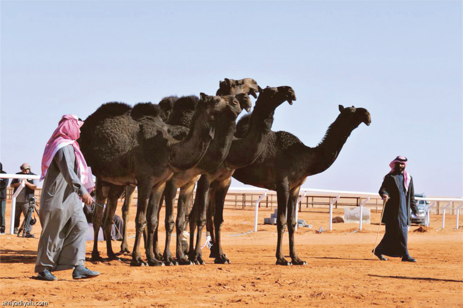 ميدان مهرجان الملك عبد العزيز للإبل في الصياهد