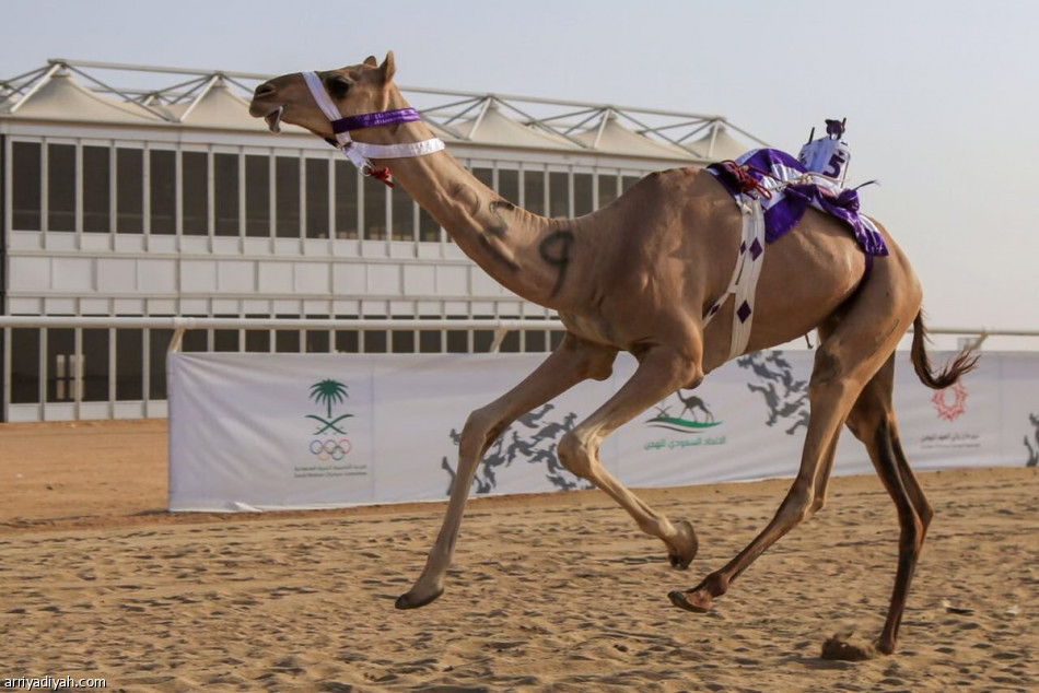 سباقات مهرجان ولي العهد للهجن تستأنف بأشواط الإنتاج