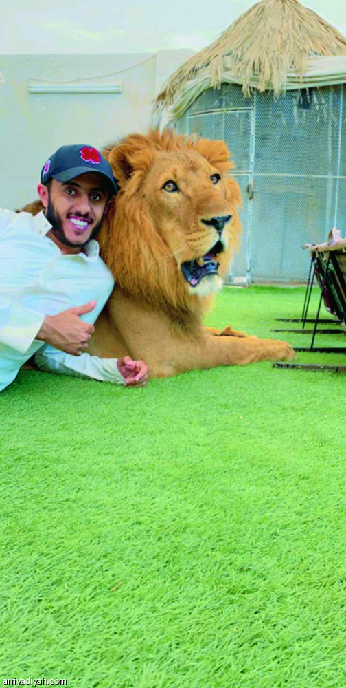 صورة التقطت للدغيري مروض الحيوانات مع أسد يروضه (الرياضية)