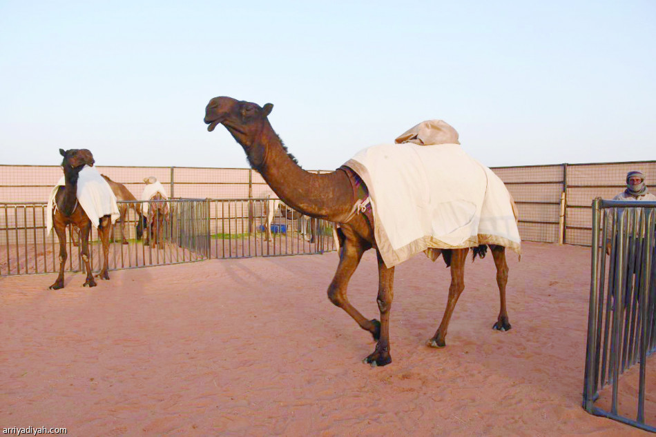 ابتعدنا لأننا لم نجد إبلا قوية