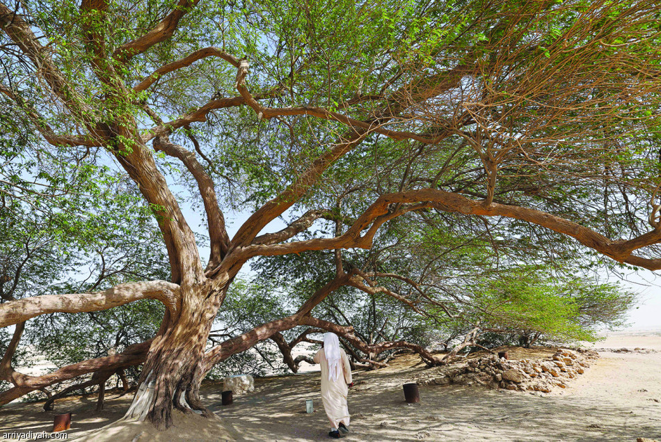 الشجرة اللغز..
سياحة وسط الصحراء