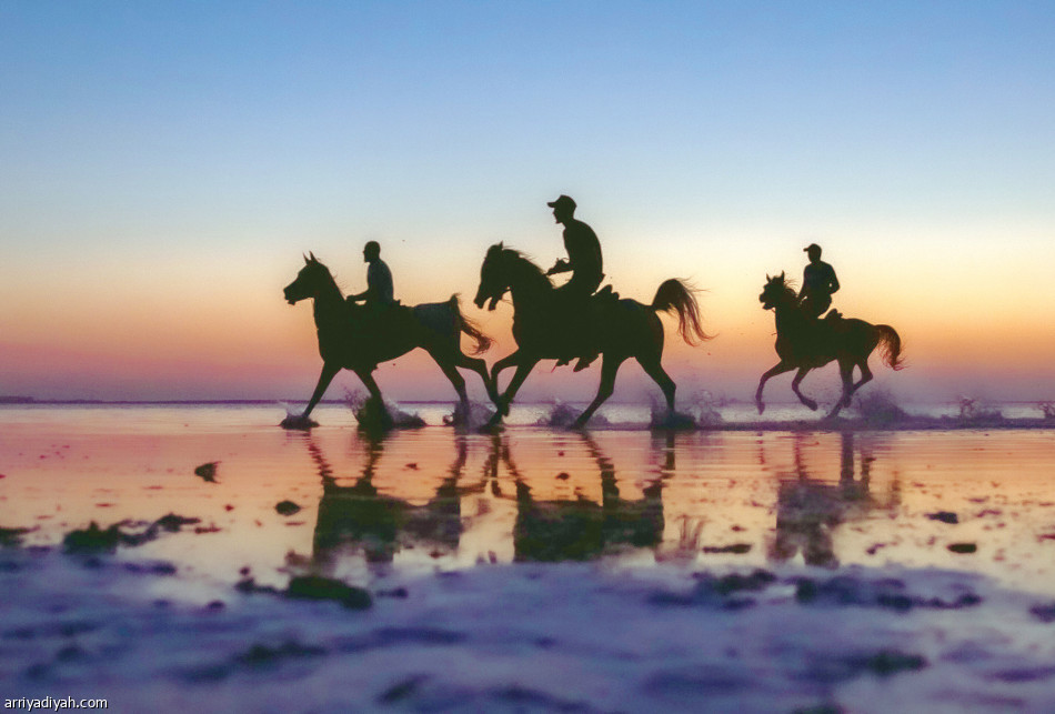 الطائرة والخيل.. ترفيه ذهبان في البحر