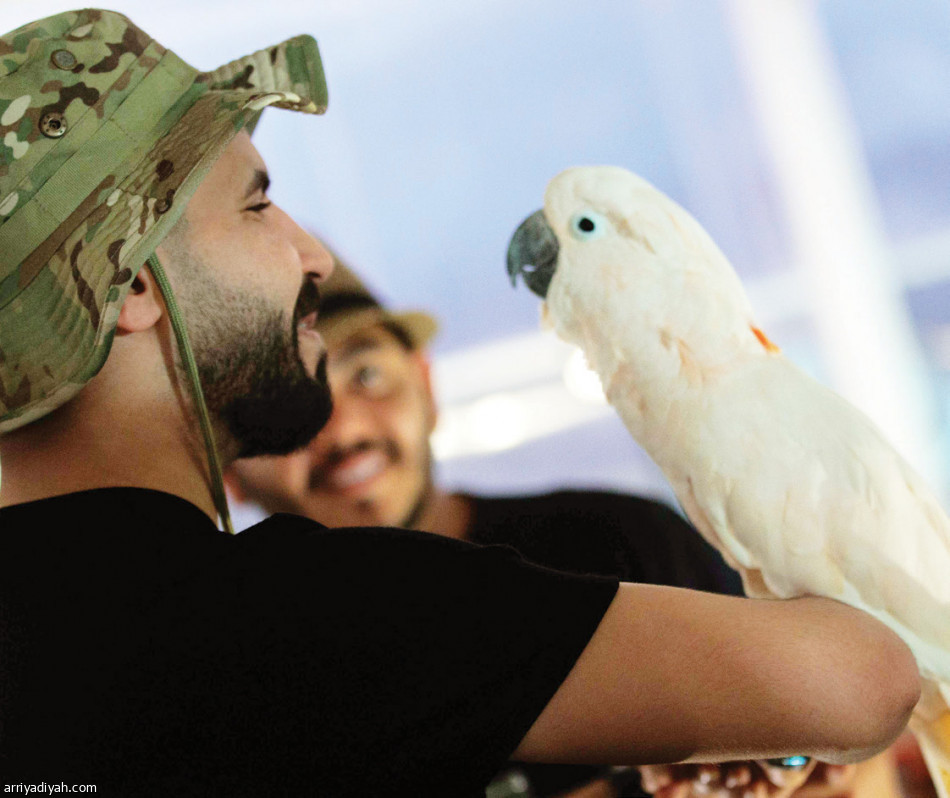 جدة جنغل
العرب الأكثر حضورا