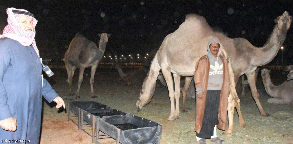 مبيت الإبل.. 15 شخصا و30 كاميرا