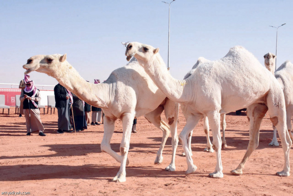 بن فنيسان: 
«فهاقة» تنتظر الأقوياء