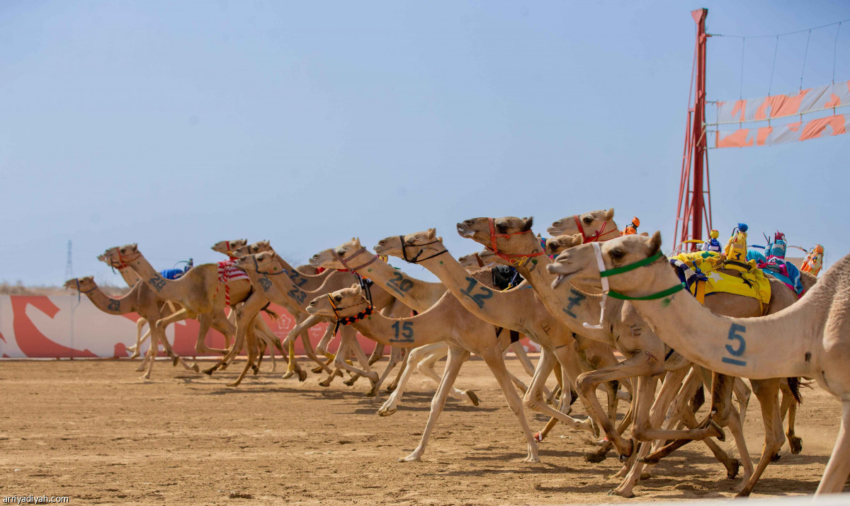 مهرجان ولي العهد للهجن.. ختام منافسات الجذاع