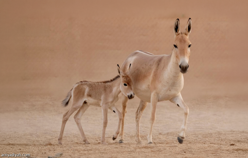 Saudi Arabia's rarest animal born after a century