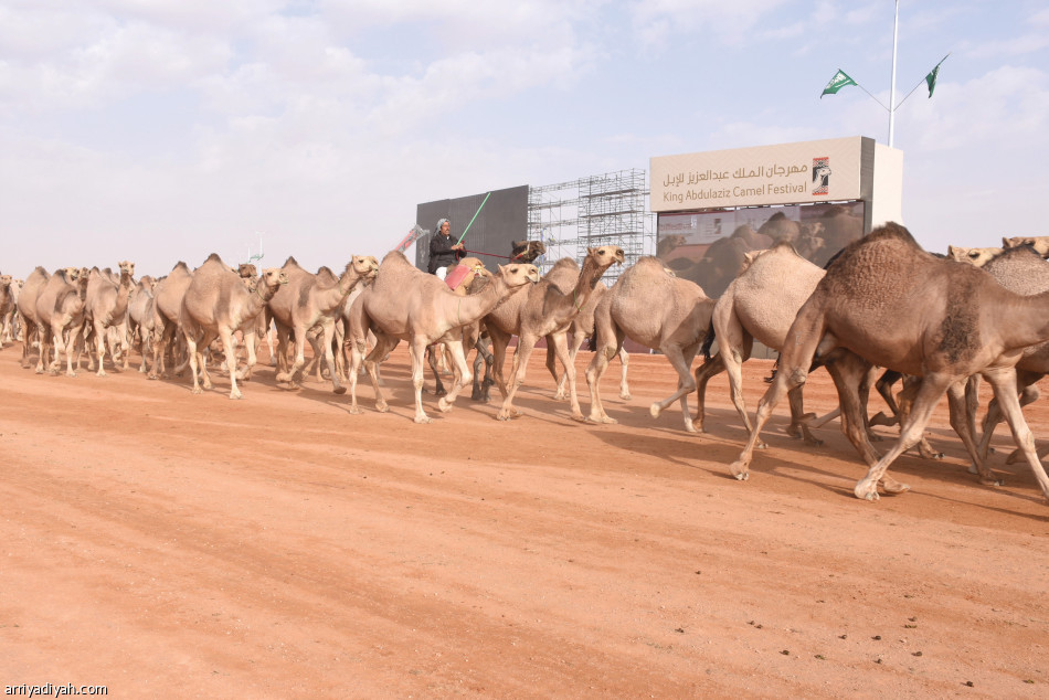 عودة
الأقوياء