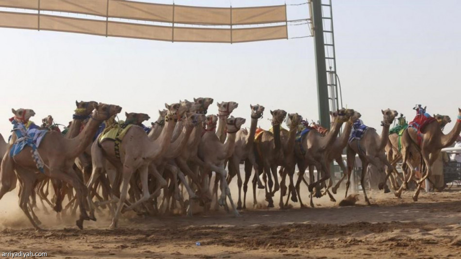 اتحاد الهجن يعلن مشاركة 3030 مطية