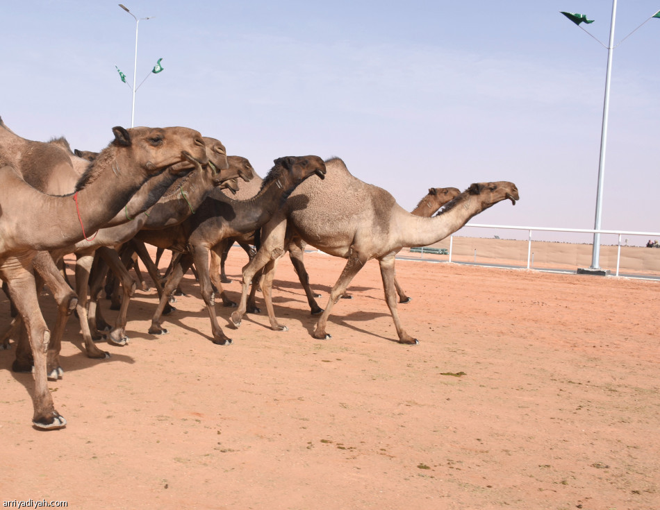 عودة
الأقوياء