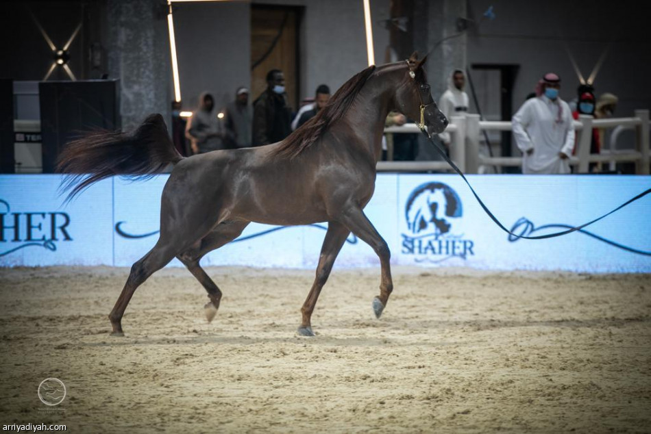 أمير الرياض يرعى ختام المهرجان السعودي للجواد العربي