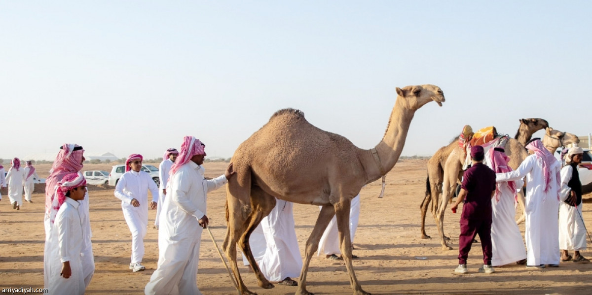 انطلاق جادة الإبل