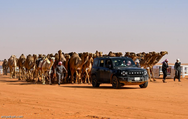 «الشعل» تتصدر قائمة الصفقات الأعلى في مهرجان الإبل