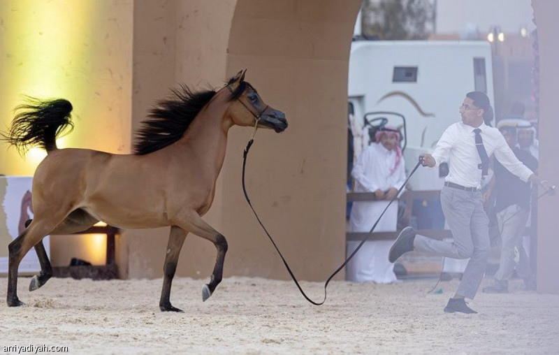 «كسابة المنائر» و«إريكا الخالد» تتصدران «جمال الخيل»