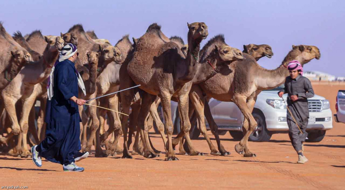 مهرجان المؤسس.. عروض مميزة