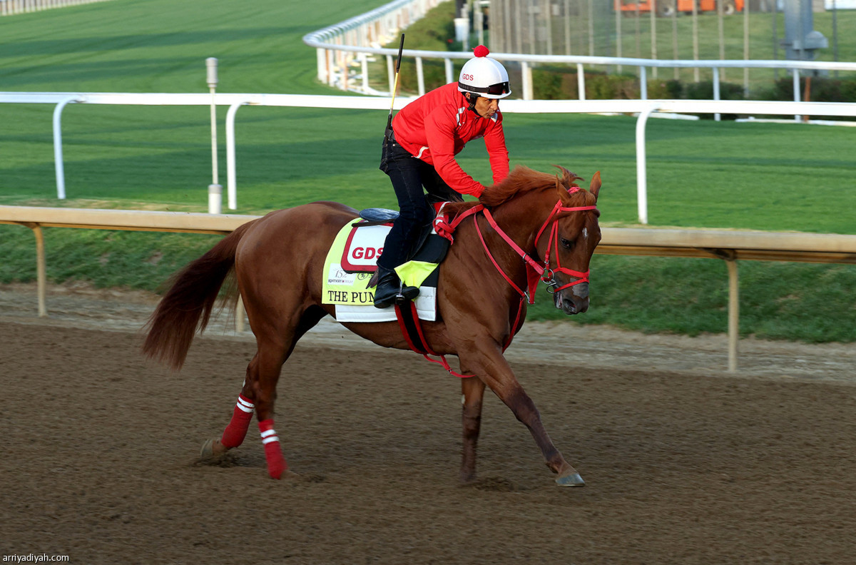 تحضيرات الخيول