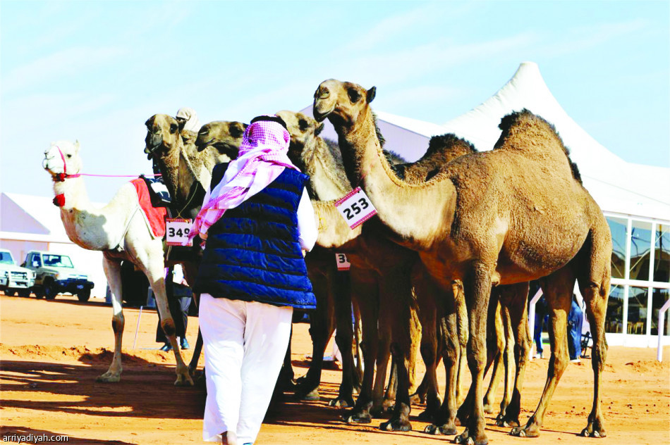 الدبوس
يخطف الأول بالعلامة الكاملة