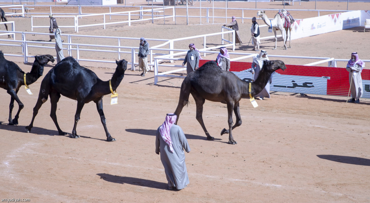 عرض الفحل المنتج