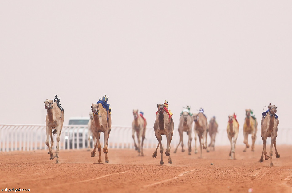 ختام منافسات سباق رماح للهجن