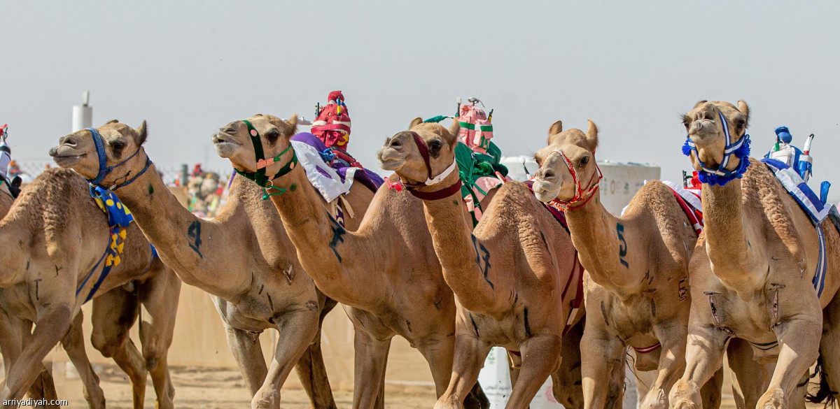 مهرجان ولي العهد.. منافسة محتدمة