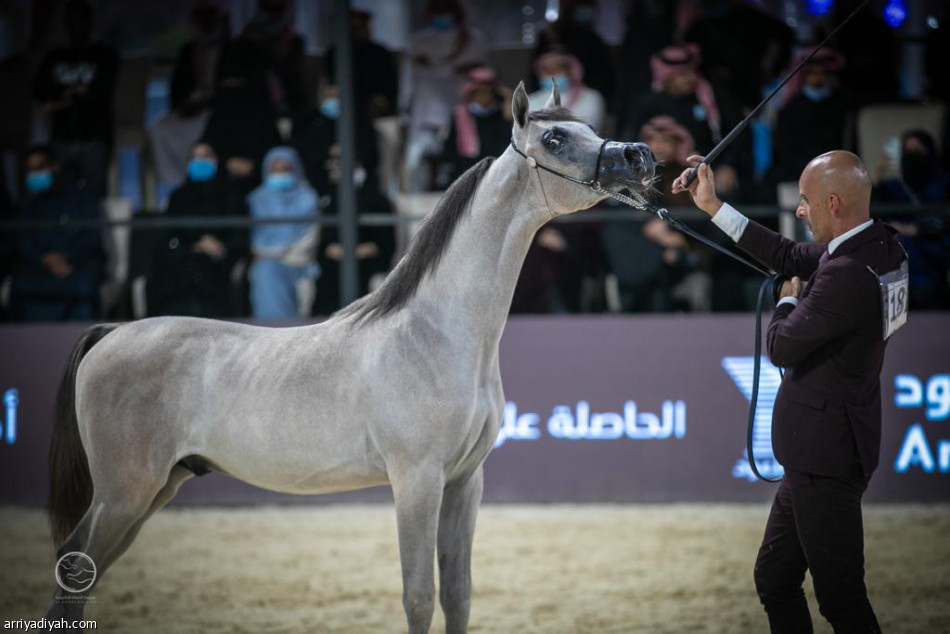 أمير الرياض يرعى ختام المهرجان السعودي للجواد العربي
