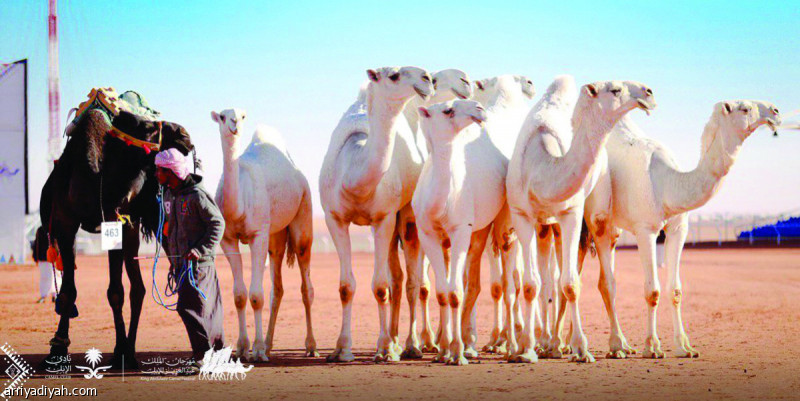 صورة التقطت أمس للجمال المشاركة في عروض مهرجان الملك عبد العزيز للإبل الرابع في الصياهد الجنوبية حيث شاركت 7 فحول في عرض الفحل وإنتاجه (المركز الإعلامي ـ المهرجان)