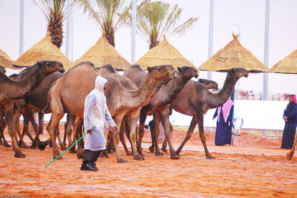 «صفر الجزيرة»..
5 أشهر قبل التتويج