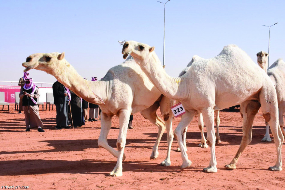 خزامة تهيمن على الوضح.. والأميرة تنتزع الحمر