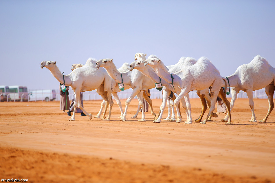 «الزعيمات» 
تحقق سيف الملك