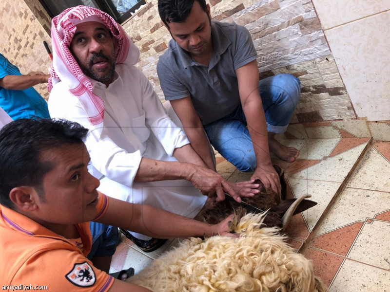 صور التقطت أمس لعدد من الرياضيين خلال مشاركتهم في ذبح الأضاحي بمناسبة عيد الأضحى المبارك.. حيث يظهر فهد المدلج رئيس نادي الفيصلي ينحر أضحيته في المجمعة.. وفؤاد أنور يساعده اثنان في ذبح الأضحية.. وعبد الله الواكد يسلخ أضحيته في مزرعته في وادي بن هشبل.. ومحمد الدهش نائب المشرف العام على فريق الفيحاء الأول لكرة القدم ينحر أضحيته (صور خاصة للرباضية)