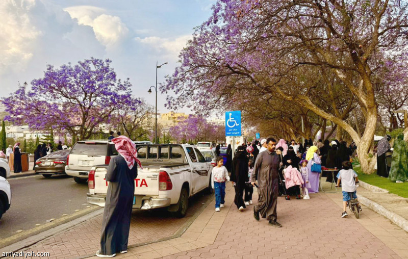 موسم الجاكراندا يكسو أبها بالبنفسجي