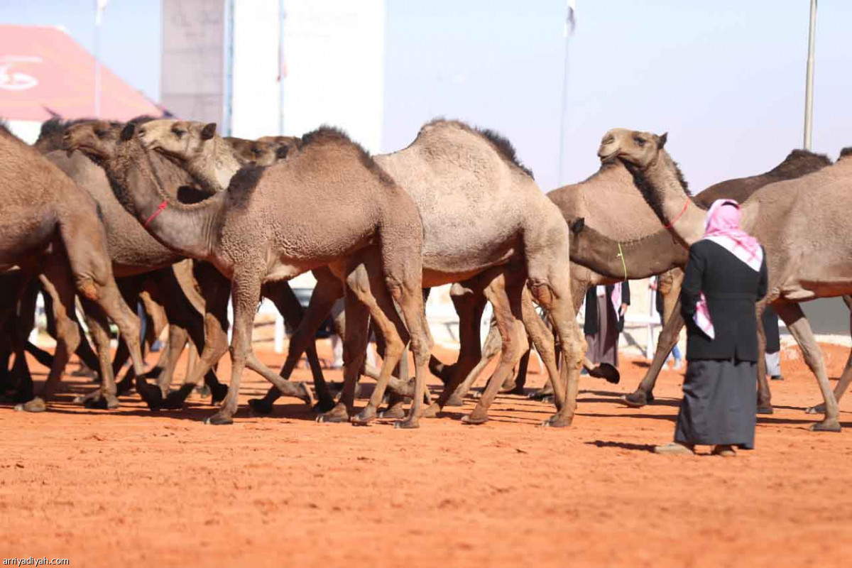 مهرجان المؤسس.. عروض مميزة