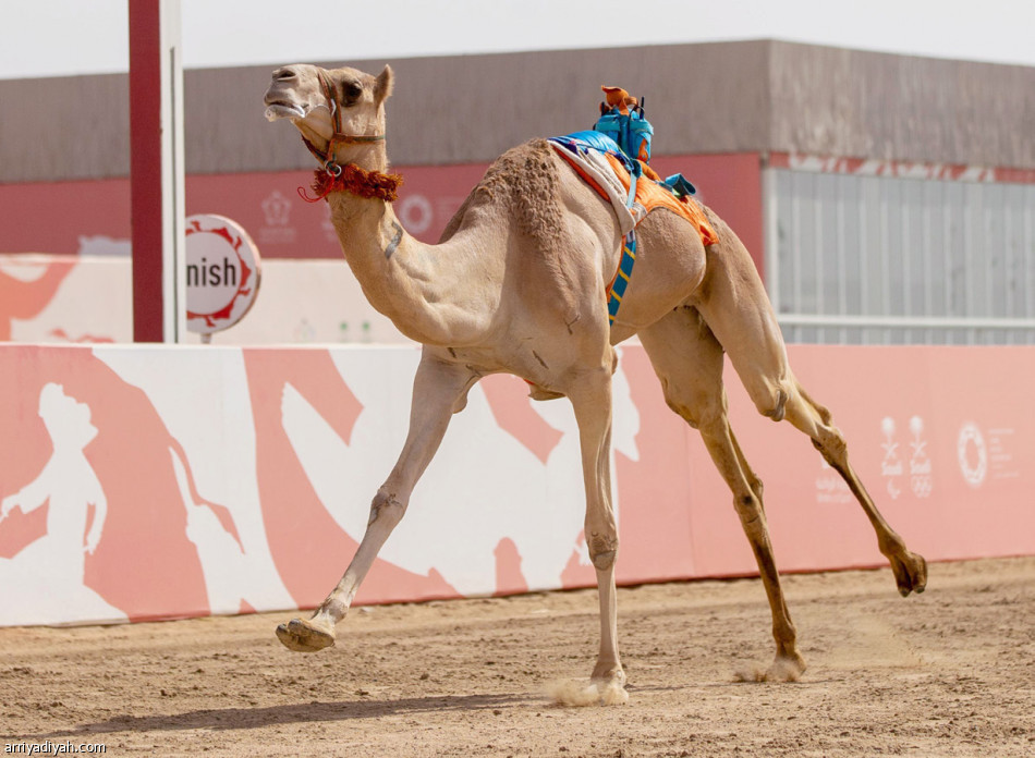 الشامسي 
يكتسح سباقات الجذاع