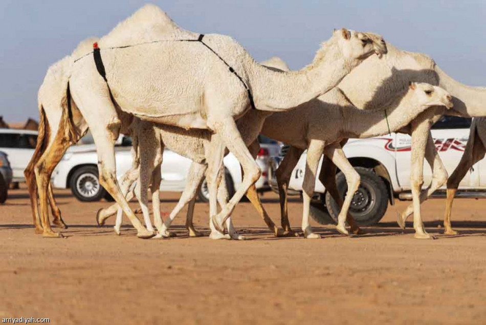 مزاد الجوف..
28 مليونا.. و7 آلاف متن