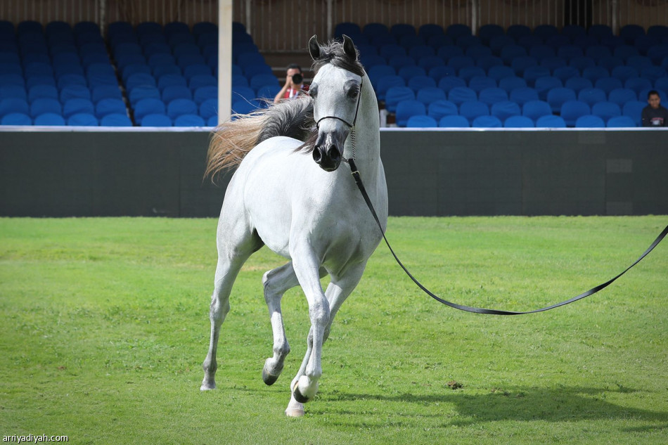 العرض الدولي لجمال الخيل ينطلق في مركز الملك عبدالعزيز