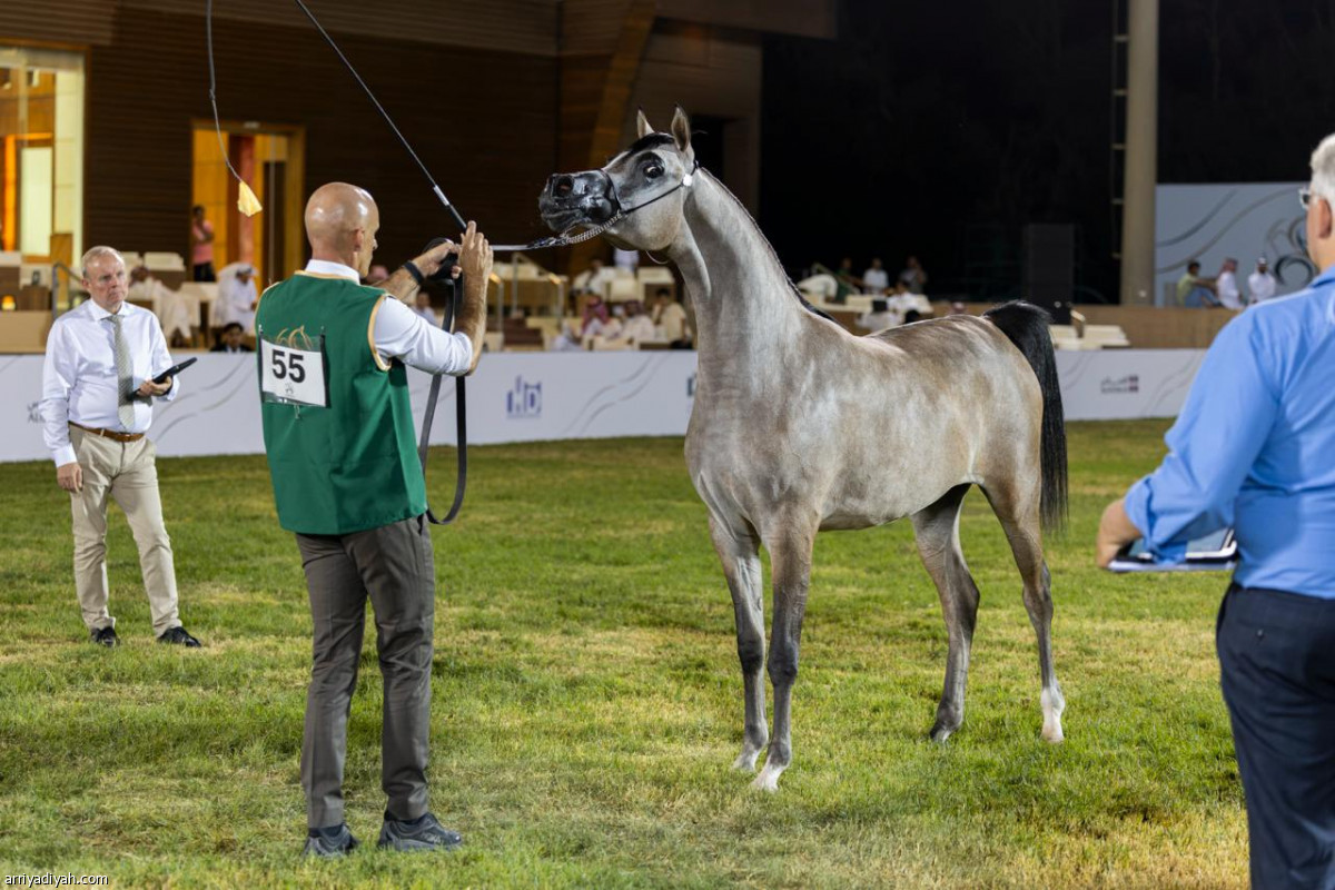 جمال الخيل العربية