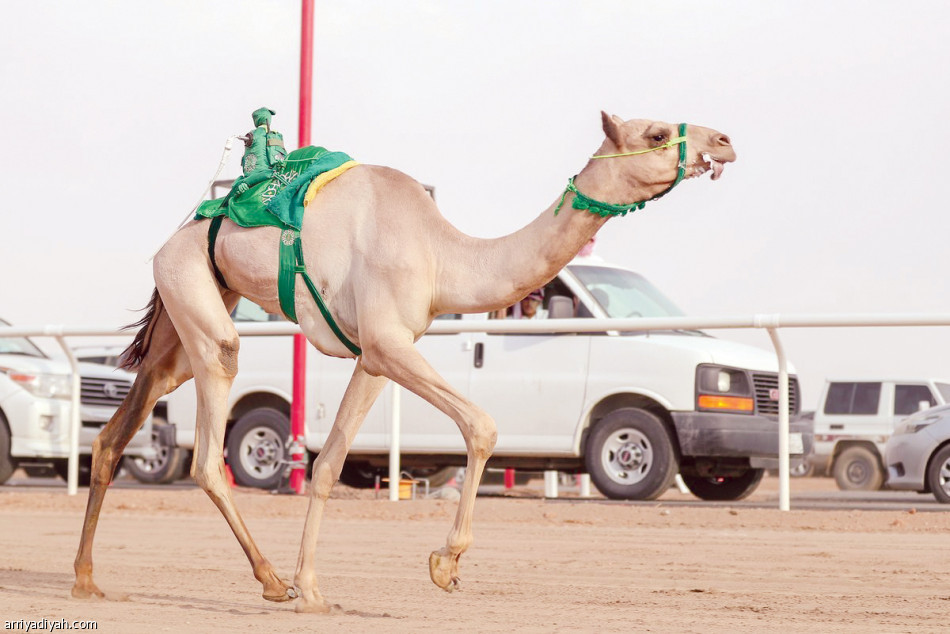 علوش 
يسجل رقما قياسيا في أول أيام مهرجان ولي العهد