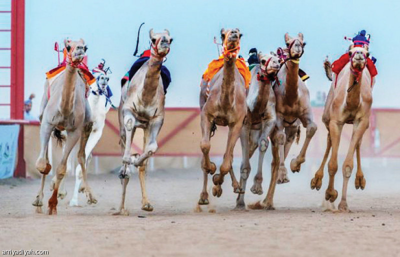 صورة التقطت لهجن أثناء مشاركتها في ميدان العيص الذي يعد من الميادين النموذجية (أرشيفية)